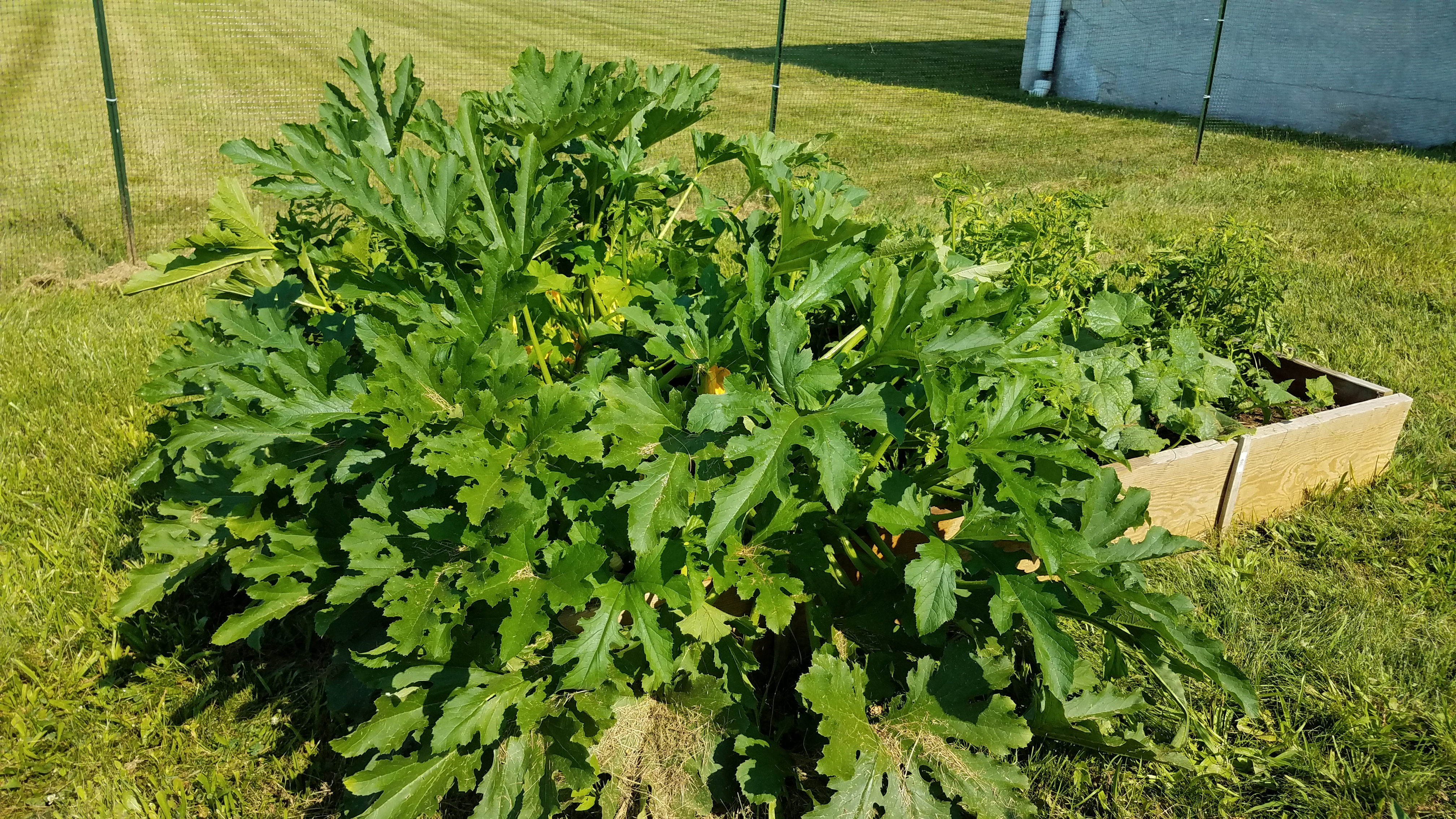 Zucchinni